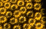 coral polyps