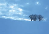 dark trees among light landscape