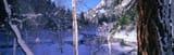 panoramic winter forest