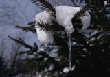 icicle forming on tree