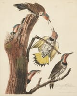 gold-winged woodpecker