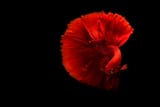 red fish