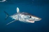 shortkin mako shark