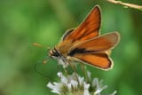 Thymelicus_sylvestris_m1