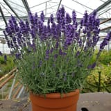 large_lavender_plants._lavender_angustifolia_hidcote_3__1