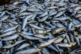 small fish