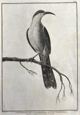 A_bird_of_paradise_from_Northern_California._Engraving_with_Wellcome_V0022120ER