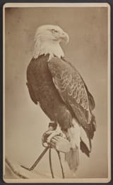 Old_Abe,_the_live_war_eagle_of_Wisconsin,_from_the_Centennial_LCCN2012650046