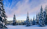snowy-pine-trees-rising-towards-the-sky-50270-2560x1600
