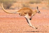 kangaroo hop