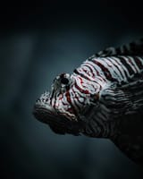 fish with eye