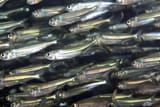 very small fish