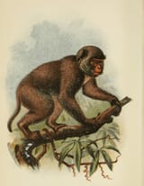 some primate