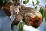 koala rescued from fire