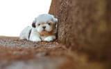 puppy