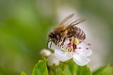 honeybee pollinating flower