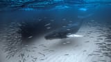 fish next to mammal