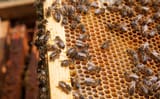 honeybee rack