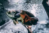 cool scale fish