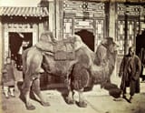 1879 Bactrian camel (Beijing, China - 1879)