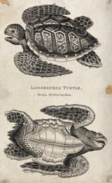 A_loggerhead_turtle_seen_from_above_and_below._Etching_by_He_Wellcome_V0021243