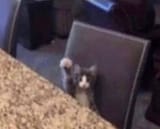 gato