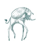 tegaki