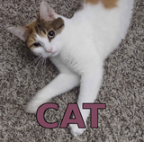 cat