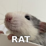rat
