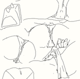 oantirs