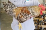 Cock in your face