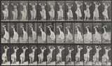 Eadweard_Muybridge_Animal_Locomotion_Plate_190_00000