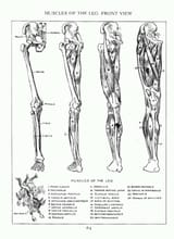 loomis_leg