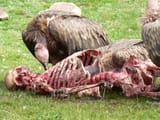 Vulturesfeasting