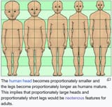 Screenshot 2025-06-07 at 18-15-41 Neoteny in humans - Wikipedia