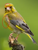 rebird