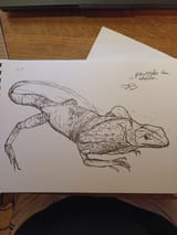 lizard1