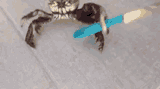 knife