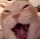gato