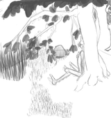 reimiieinthewoods