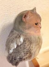 Cat Owl