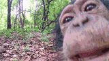licky licky