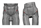 asis-anterior-superior-iliac-spine-ecorche-bony-landmarks-of-the-pelvis-butt-bones-and-body-proportions-anatomy-for-sculptors