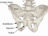 1280px-Pelvis_diagram_es