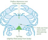 crab-ganglia-for-spiking-undersize