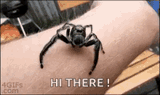 spider-crawl
