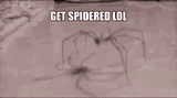 spider-spidered