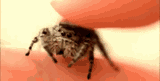 spoot-spider