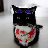 meow-meow1