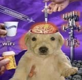 dog meme 76080135141